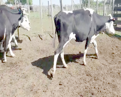 Lote 4 Vacas de Invernada CRUZA ANGUS 500kg - , San José