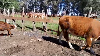 Lote (Vendido)4 Piezas de cría 2 HE,  2 RA x HE en BALTASAR BRUM