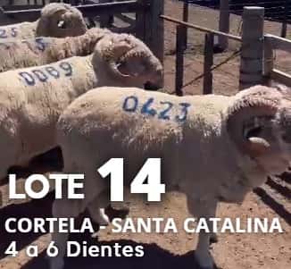 Lote Lote 14