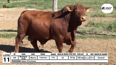 Lote Toros Brangus Rojo, Loma Plata