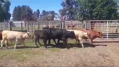 Lote TERNERAS