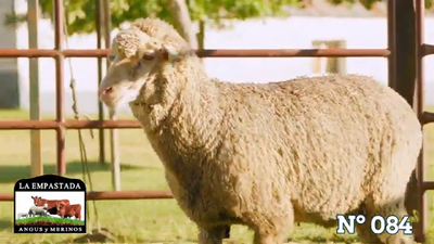 Lote Merino Donhe