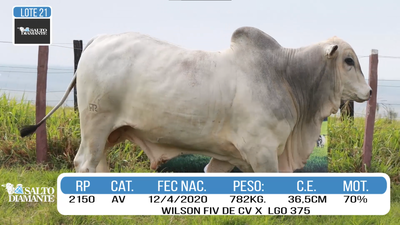 Lote LOTE 21