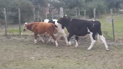 Lote (Vendido)3 Novillos 300kg -  en Dolores