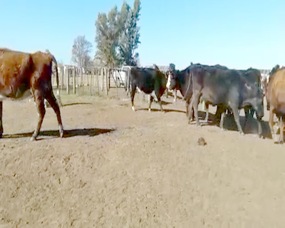 Lote 13 Vacas CUT preñadas en Henderson, Buenos Aires