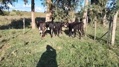 Lote 5 Terneros, San José