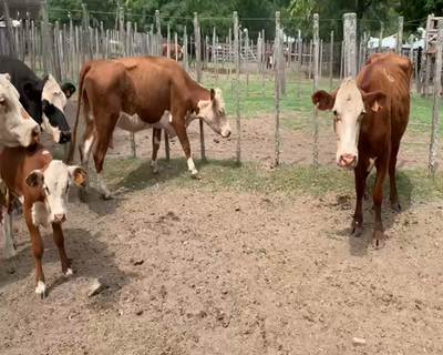 Lote 26 Piezas de cría en Melo, Cerro Largo