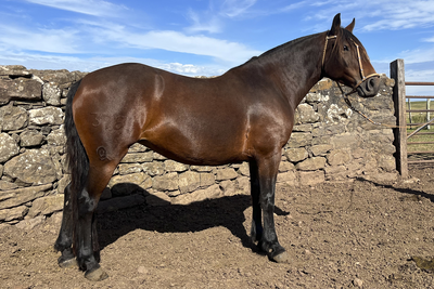 Lote ÑAPINDÁ GAITERA