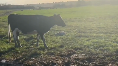 Lote VAQUILLONA HOLANDO