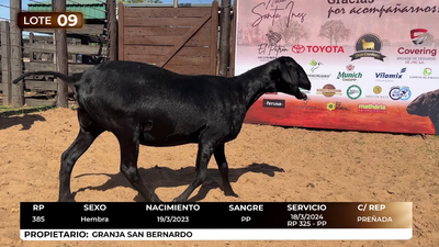 Lote LOTE 13 DE CATALOGO