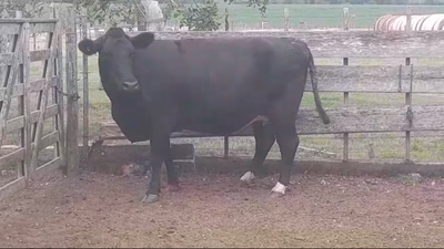 Lote Vaquillonas/Vacas Gordas 600kg -  en PUNTA DE ARENALES