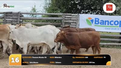 Lote Ternero Macho C5