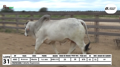 Lote Lote 31