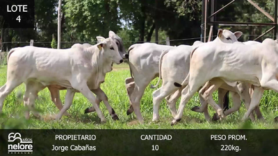 Lote LOTE 4