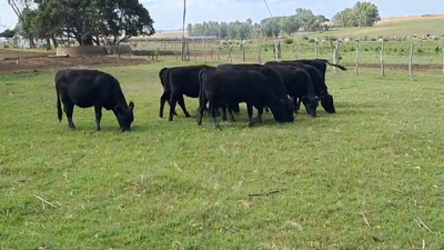 Lote TERNERAS