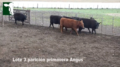 Lote 6 Vaquillonas Angus con garantía de preñez, parición mediados de Octubre