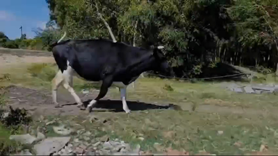 Lote Vaquillonas/Vacas Gordas 650kg -  en SANTA CATALINA
