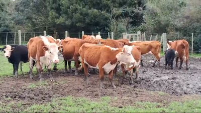 Lote 20 Piezas de cría Hereford 350kg -  en Ruta 23 Km 130