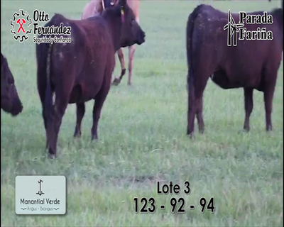 Lote LOTE 3- Vaquillonas Angus PI preñadas