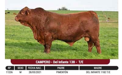 Lote "CABAÑA EL CORAJE" - CAMPERO - Del Infante 138 - T/E