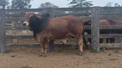 Lote TORO - BRAHMAN ROJO