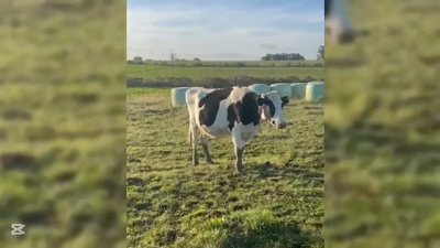 Lote VACA INDUSTRIA