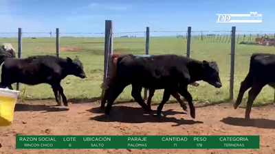 Lote TERNERAS - RINCON CHICO