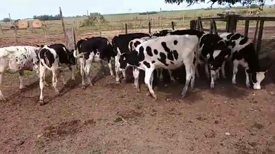 Lote 13 Terneras HOLANDO 160kg - , San José