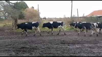 Lote 45 Novillo Engorda en Purranque, X Región Los Lagos