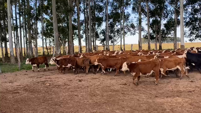 Lote 110 Terneros en Esquina, Corrientes