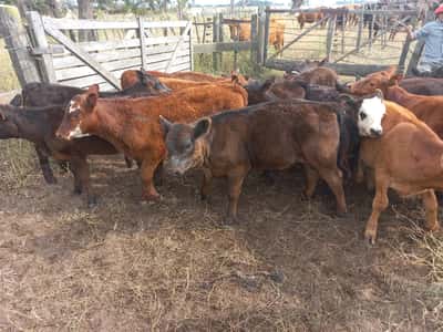 Lote 22 Vacas CUT con cría en Buenos Aires, Daireaux