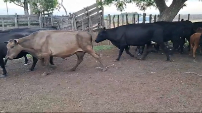 Lote PIEZAS DE CRIA