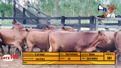 Lote LOTE 106