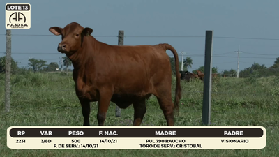 Lote LOTE 13