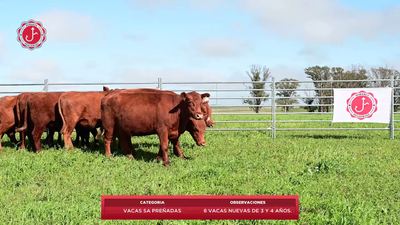 Lote 8 Vacas SA Preñadas 557kg - , Tacuarembó