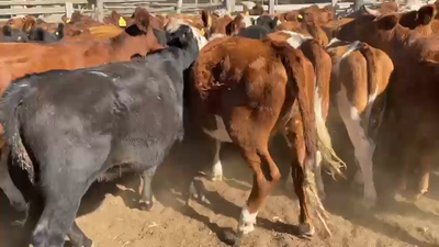 Lote 60 Vaquilla Engorda en Peralillo, VI Región O-Higgins