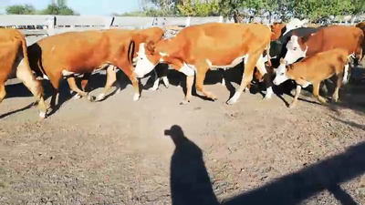 Lote 33 Vacas nuevas C/ cria en Federal, Entre Ríos