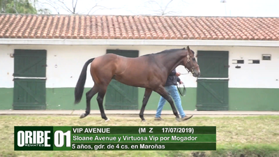 Lote Lote 1