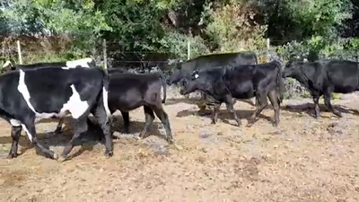Lote TERNERAS