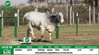 Lote Lote 19