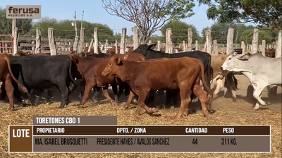 Lote LOTE 2