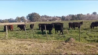 Lote 20 Terneros en Cañuelas, Buenos Aires