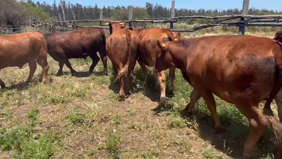 Lote 20 Novillo Gordo en Cartagena, V  Región Valparaíso