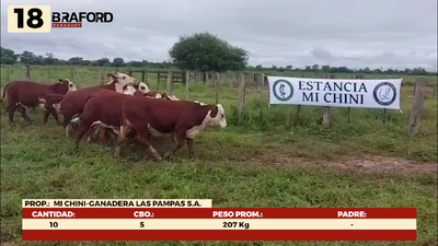 Lote LOTE 18