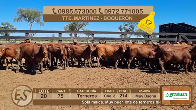 Lote Lote 20