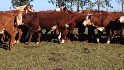Lote 50 Novillos