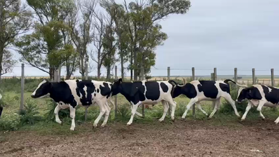 Lote NOVILLOS 1 a 2 AÑOS