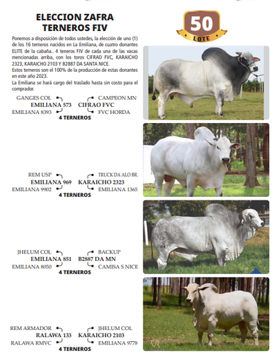 Lote LOTE 50