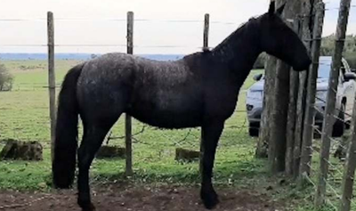 Lote PACIENTE DEL CEIBAL