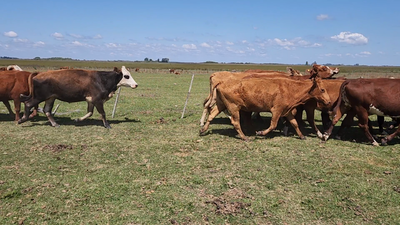 Lote 35 Vacas de invernar en Concepción, Corrientes